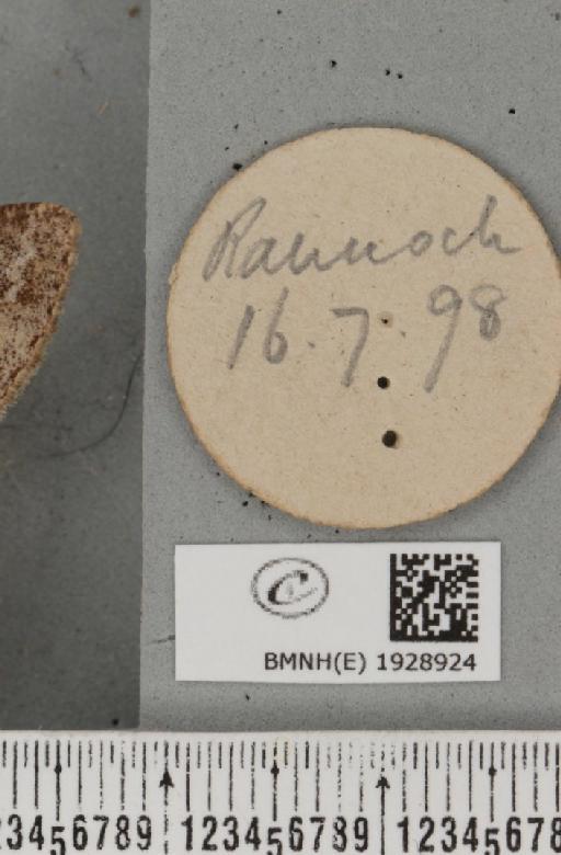 Alcis repandata muraria Curtis, 1826 - BMNHE_1928924_label_492657