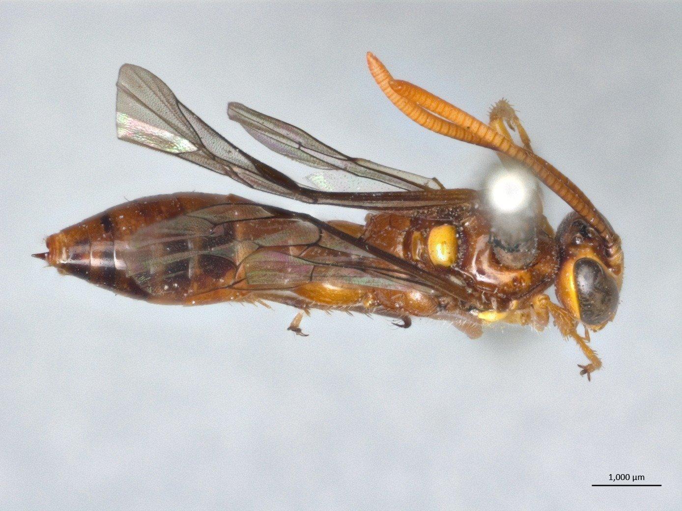 Labium associatum