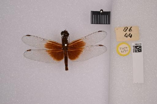 Neurothemis disparilis Kirby, 1889 - BMNHE_1683210-Neurothemis_disparilis-dorsal2