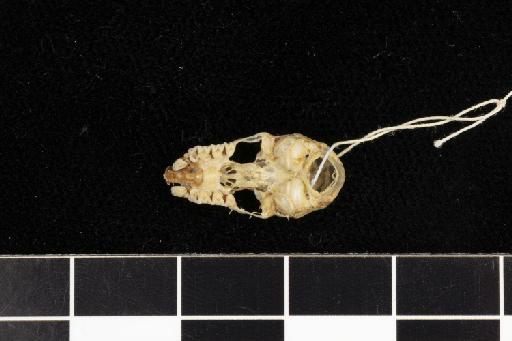 Rhinolophus monticola Andersen, 1905 - 1879_11_21_151-Rhinolophus_monticola-Holotype-Skull-occlusal