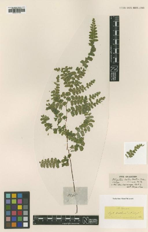 Adiantum henslovianum Hook.f. - BM001067928