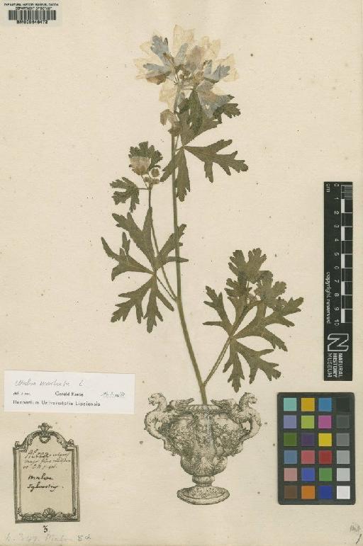 Malva alcea L. - BM000646472