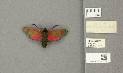 Zygaena (Zygaena) filipendulae stephensi Dupont, 1900 - 015192723_additional