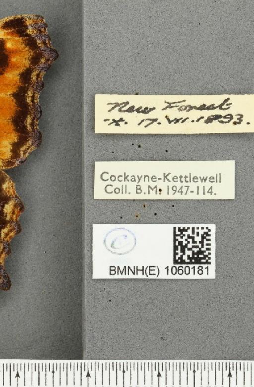 Nymphalis polychloros ab. parvipuncta Lempke, 1956 - BMNHE_1060181_label_20358