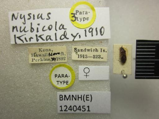 Nysius nubicola Kirkaldy, 1910 - Nysius nubicola-BMNH(E)1240451-Paratype female dorsal & labels