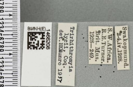 Neoceratitis minima (Bezzi, 1924) - BMNHE_1466208_label_27072