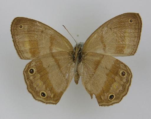 Euptychia austera Butler, 1867 - BMNH(E)_ 1204755_Yphthimoides_(Euptychia)_austera_Butler_T_female_ (3)