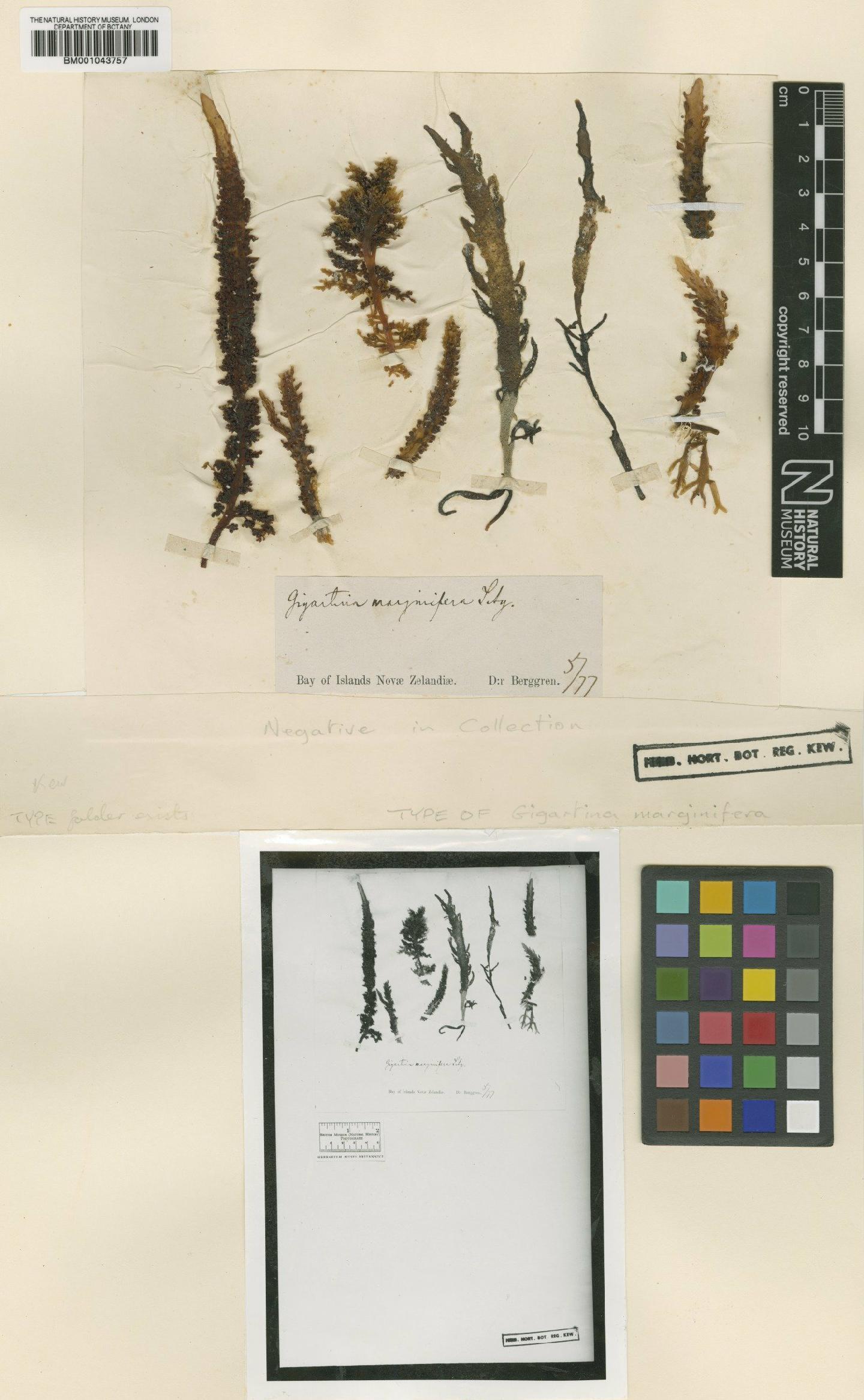 To NHMUK collection (Gigartina marginifera J.Agardh; Type; NHMUK:ecatalogue:2364327)