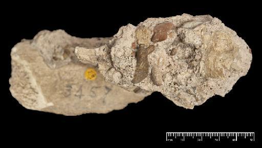 Megatherium americanum Cuvier, 1796 - NHMUK PV M 16589_3