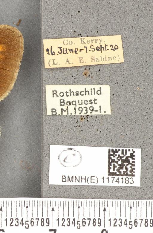 Maniola jurtina iernes ab. transformis Leeds, 1950 - BMNHE_1174183_label_38794