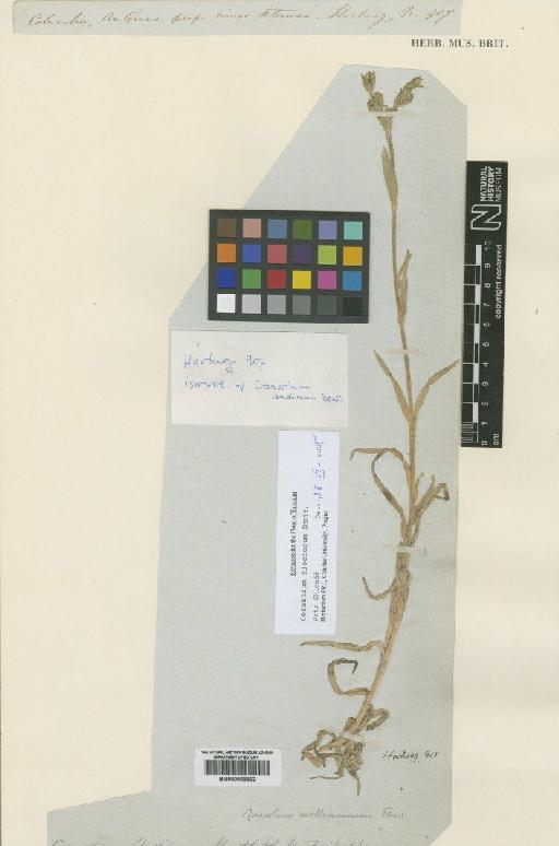 Cerastium floccosum Benth. - BM000803922