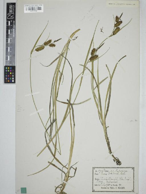 Carex × grahamii Boott - BM001127828   C