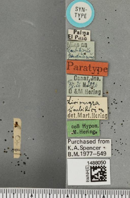 Liriomyza umbilici Hering, 1927 - BMNHE_1488050_label_51897