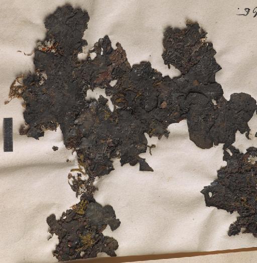 Collema bicaudatum (Müll.Arg.) Zahlbr. - BM001097125_a.tif