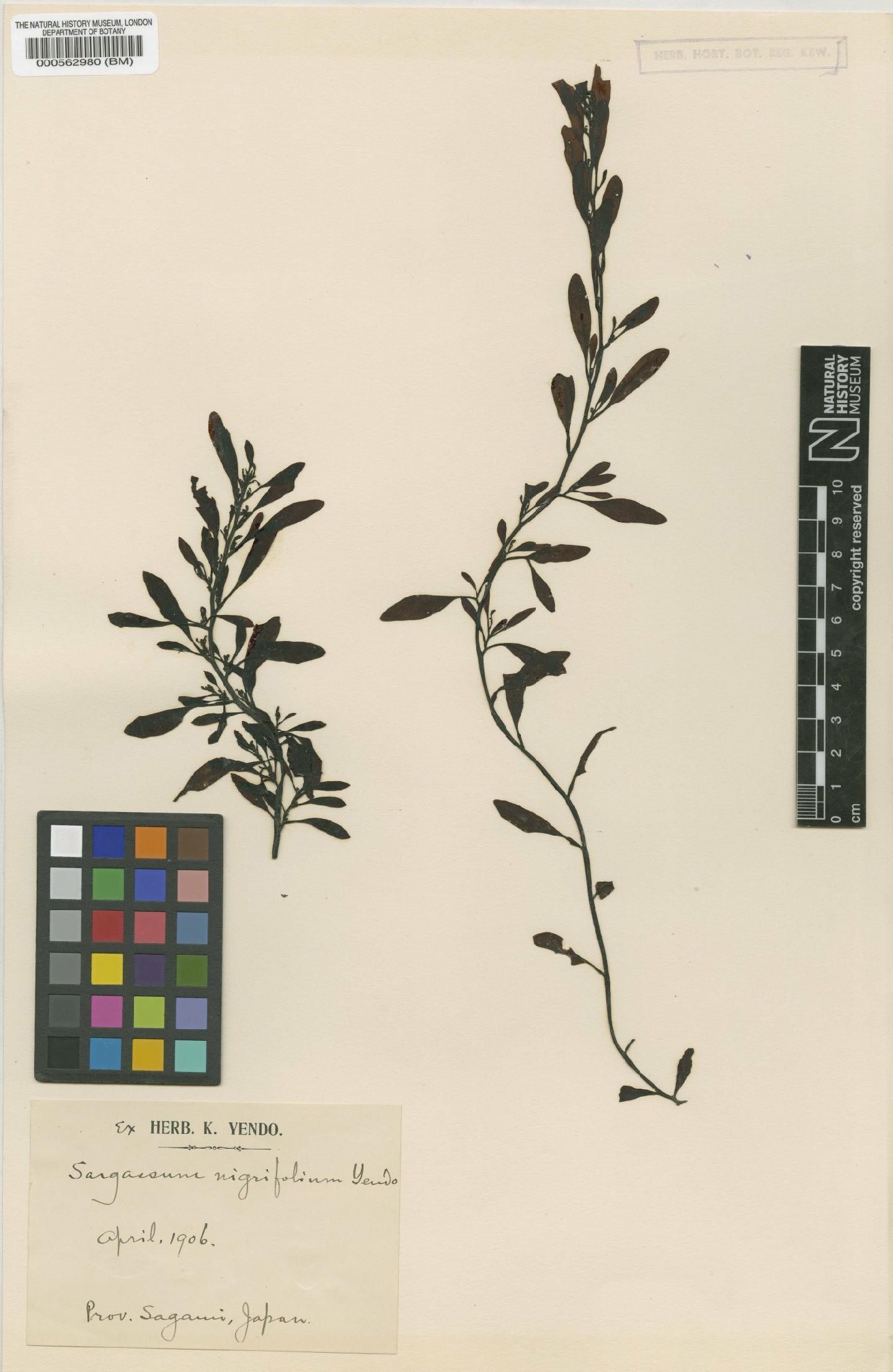 To NHMUK collection (Sargassum nigrifolium Yendo; TYPE; NHMUK:ecatalogue:4722544)