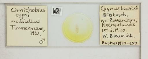 Ornithobius cygni modicellus Timmermann, 1962 - 010679589_816437_1432163