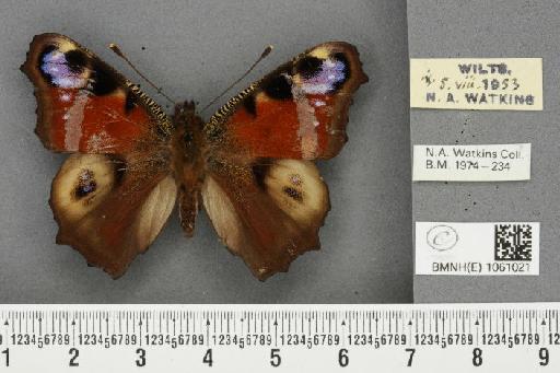 Aglais io (Linnaeus, 1758) - BMNHE_1061021_21514