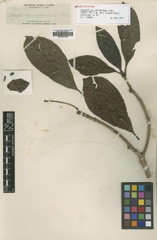 Psychotria arborescens Elmer - BM000945355