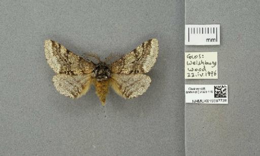Lycia hirtaria (Clerck, 1759) - 015597728_775459_1084039