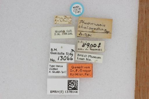 Pharmacis chalcantha Meyrick, 1912 - BMNH(E) 1378144 Pharmacis chalcantha PLT female labels