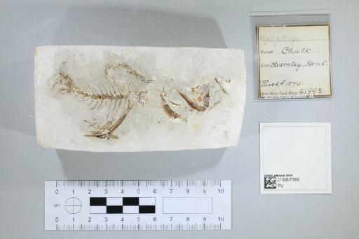 Hoplopteryx sp. - 010301185_L010092203