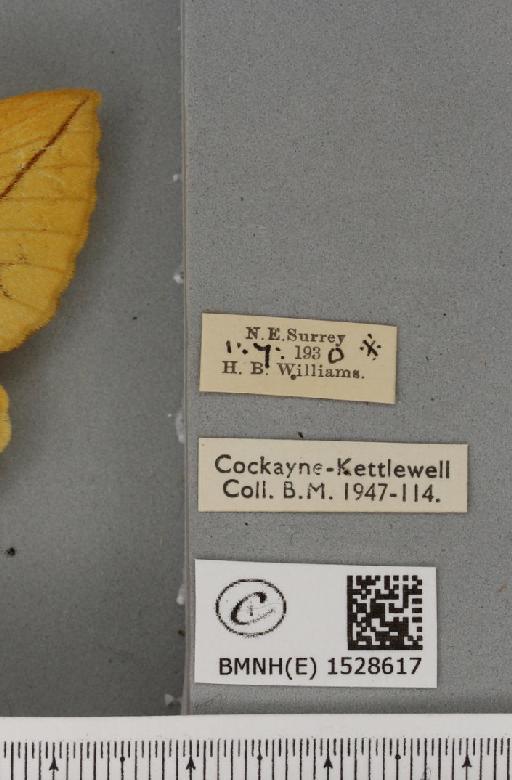 Euthrix potatoria ab. lutescens Tutt, 1902 - BMNHE_1528617_label_197119