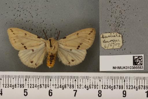 Spilosoma lutea (Hufnagel, 1766) - NHMUK_010386583_506036