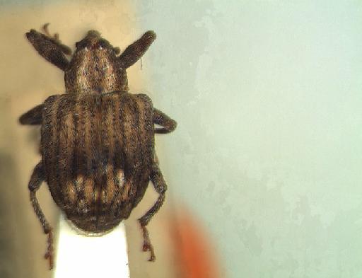 Conotrachelus adustus Champion, 1904 - Conotrachelus adustus-BMNH(E)715640-type dorsal