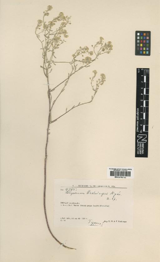 Alyssum corymbosoides Formánek - BM000750160.tif