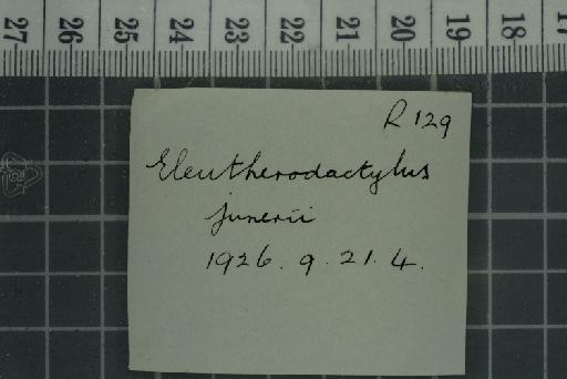 Eleutherodactylus junori - 1947.2.16.34-pic5