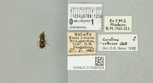 Ceratina (Ceratinidia) collusor Cockerell, 1919 - 013385094_17710_1628156