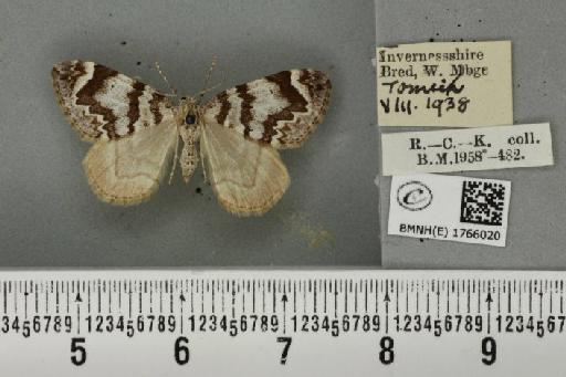 Dysstroma citrata citrata ab. albofasciata Müller, 1931 - BMNHE_1766020_351503