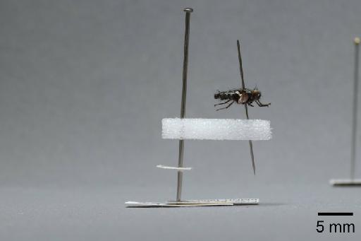 Sarcophaga (Myorhina) villeneuvei Boettcher, 1912 - 015092576_lateral