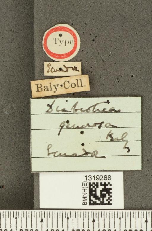 Diabrotica generosa Baly, 1879 - BMNHE_1319288_label_17792