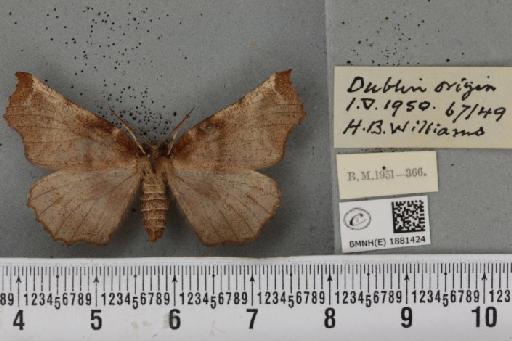 Selenia dentaria ab. eblanaria Baynes, 1952 - BMNHE_1881424_446737