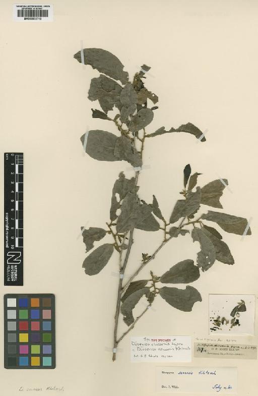 Diospyros senensis Klotzsch - BM000832712