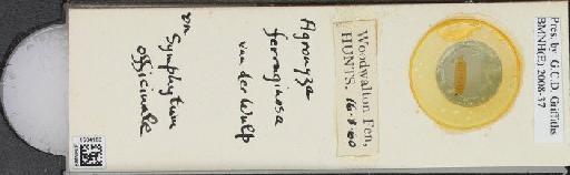 Agromyza ferruginosa van der Wulp, 1871 - BMNHE_1504183_59272