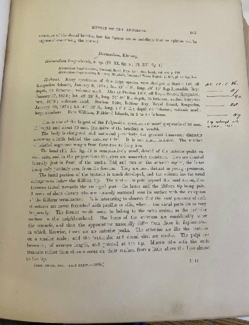 Lagisca crosetensis McIntosh, 1885 - Challenger Polychaete Scans of Book 59