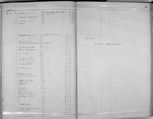 Euplectes albonotatus assymetrurus - Zoology Accessions Register: Aves (Skins): 1906 - 1908: page 43