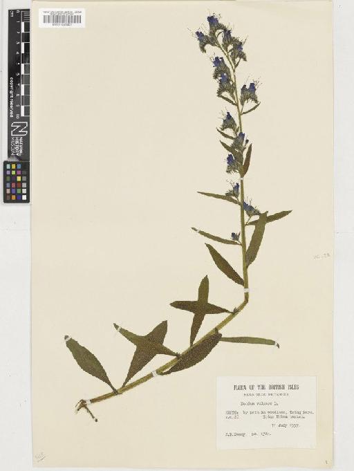 Echium vulgare L. - BM001037501