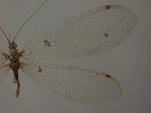 Leucochrysa dolichocera Navás - Allochrysa dolichocera BMNHE 1241761 wing right fore2