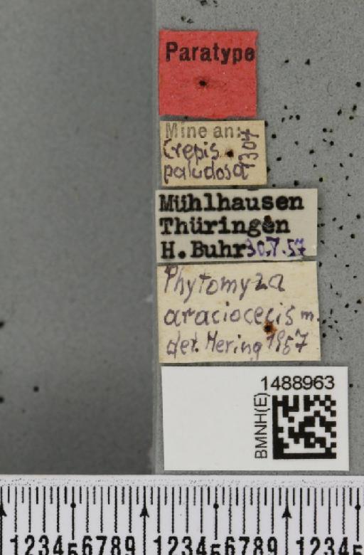 Phytomyza araciocecis Hering, 1958 - BMNHE_1488963_label_53322