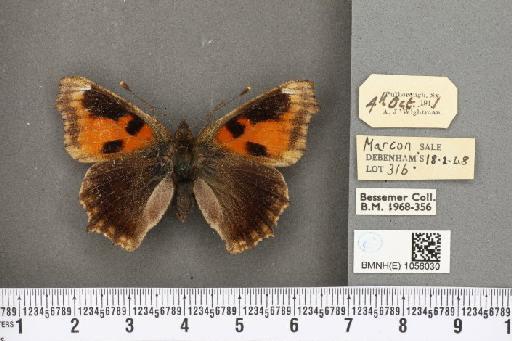 Aglais urticae ab. nigricaria Lambillion, 1902 - BMNHE_1056030_45325