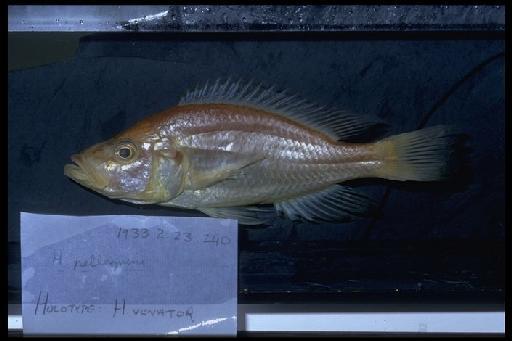 Haplochromis venator Greenwood, 1965 - Haplochromis venator; 1933.2.23.240