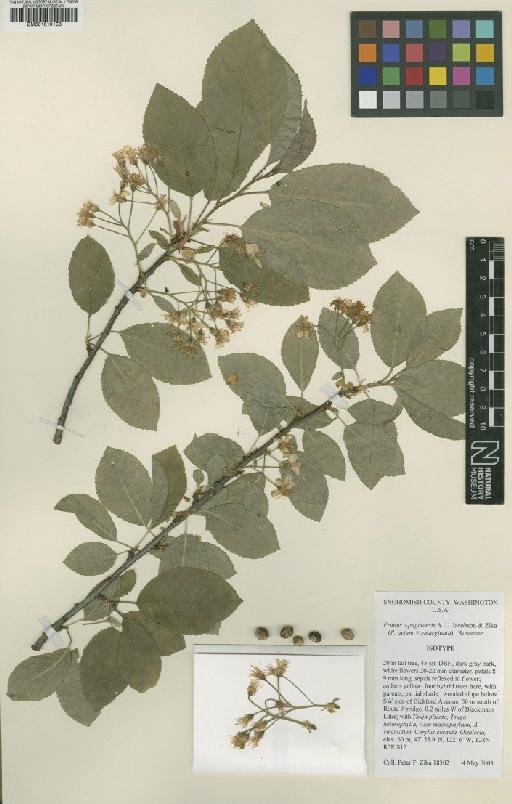 Prunus emarginata (Douglas) Eaton × P. avium L. - BM001010153