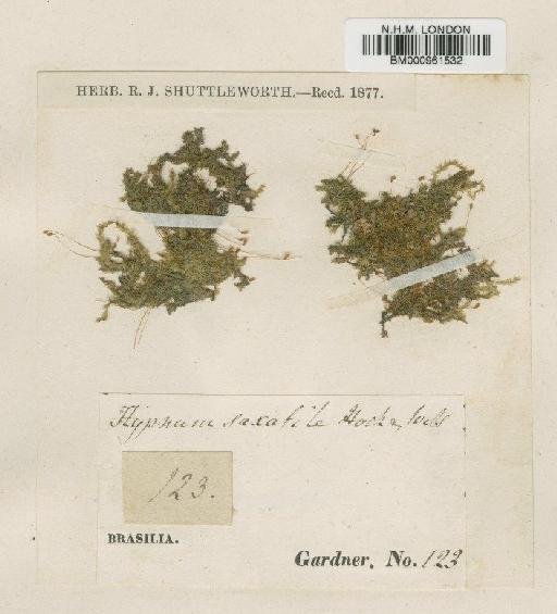 Stereophyllum leucostegum (Brid.) Mitt. - BM000961532