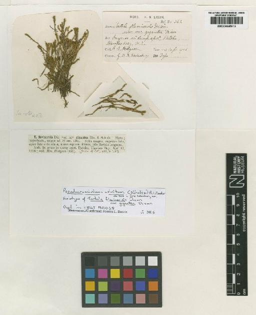 Pseudocrossidium crinitum (Schultz) R.H.Zander - BM000845913