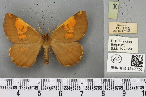 Angerona prunaria (Linnaeus, 1758) - BMNHE_1867726_440202