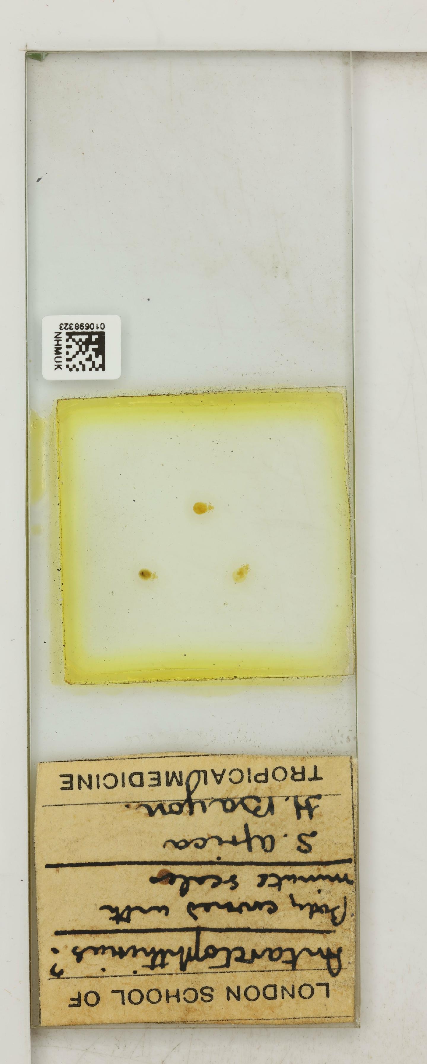 Antarctophthirus