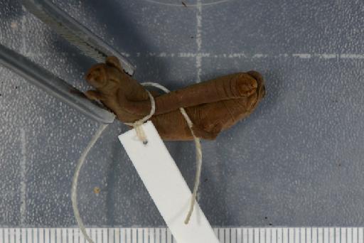 Bolitoglossa orestes - Image of specimen 1904.6.30.18